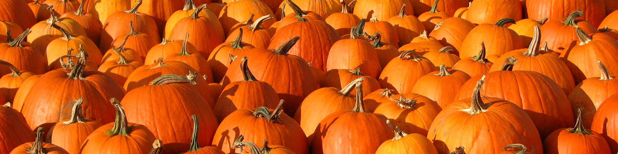 Commodity Spotlight: Processing Pumpkins