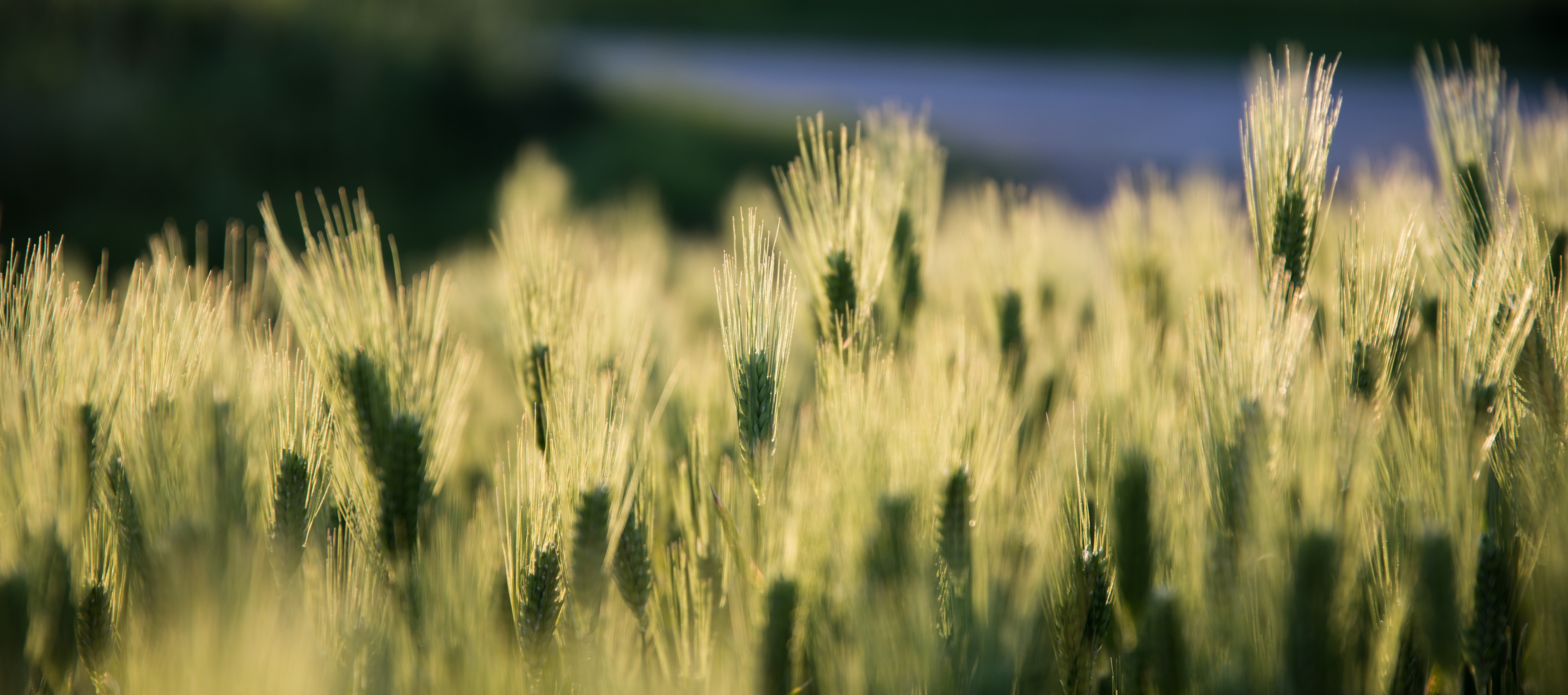 Pandemic Cover Crop Program Announced